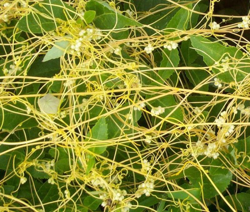 新采菟丝子种子豆寄生无根草黄丝黄鳝藤种子新籽出芽