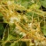 新采菟丝子种子豆寄生无根草黄丝黄鳝藤种子新籽出芽
