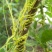新采菟丝子种子豆寄生无根草黄丝黄鳝藤种子新籽出芽