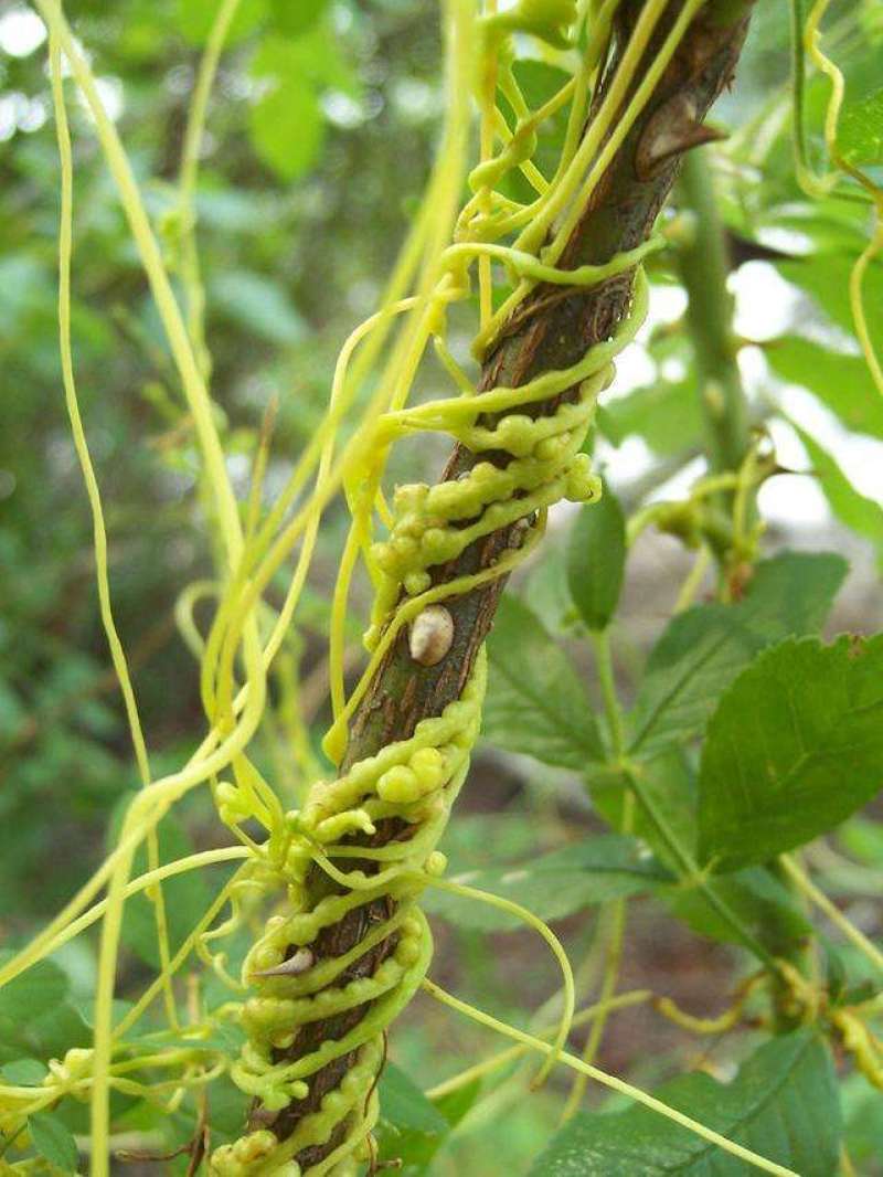 新采菟丝子种子豆寄生无根草黄丝黄鳝藤种子新籽出芽
