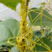 新采菟丝子种子豆寄生无根草黄丝黄鳝藤种子新籽出芽