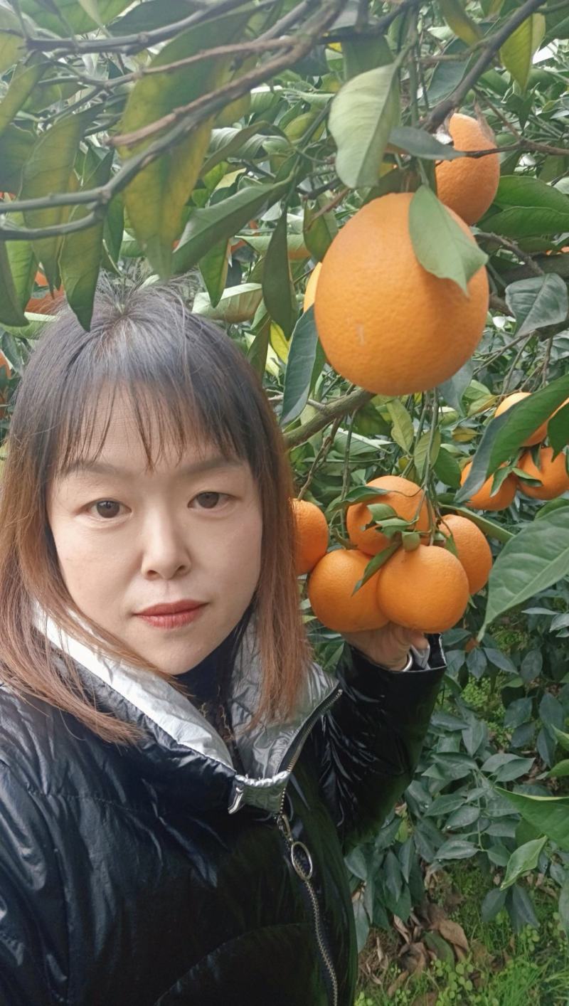 【精选】秭归脐橙纽荷尔脐橙田头直发找车洗果一条龙