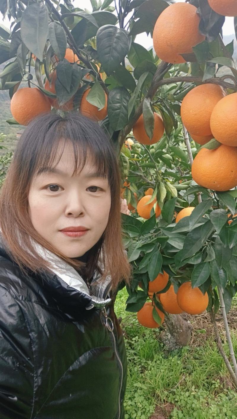 【精选】秭归脐橙纽荷尔脐橙田头直发找车洗果一条龙
