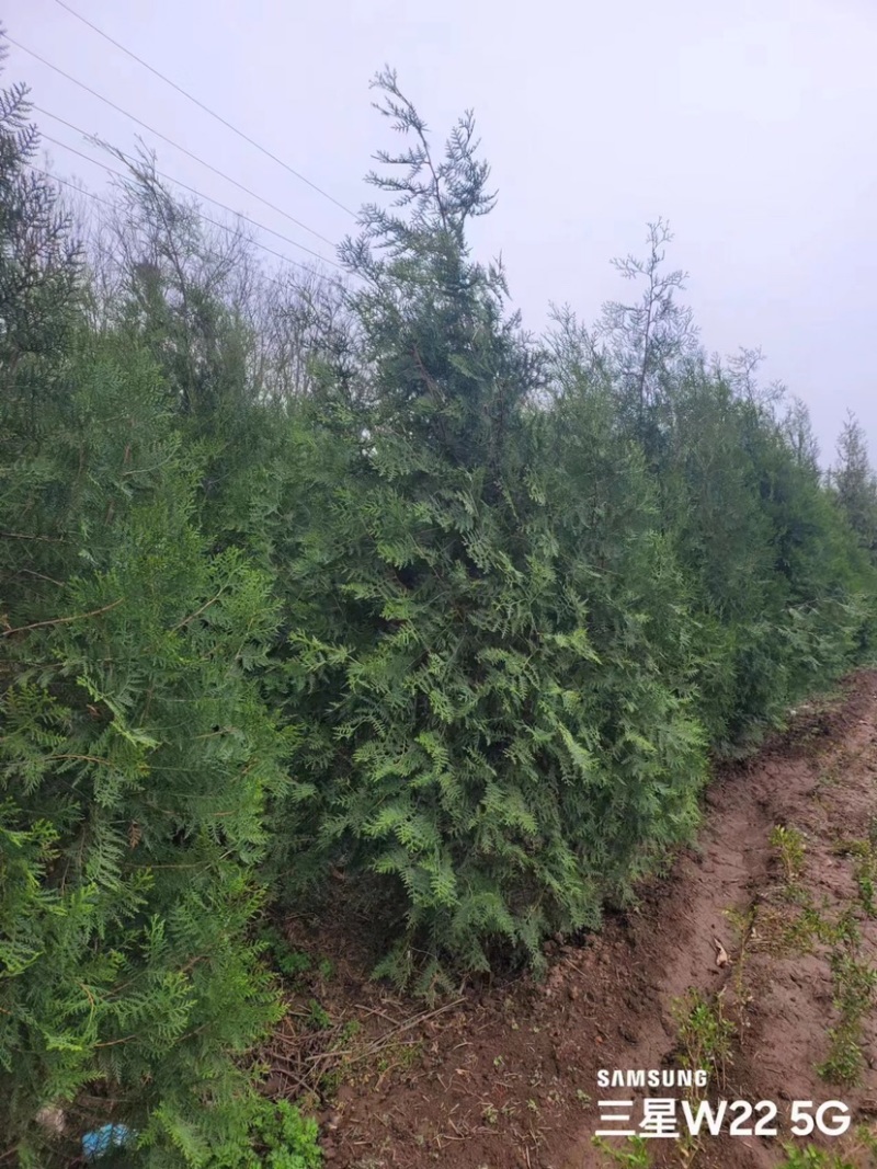 柏树侧柏陕西货源充足，产地直供，欢迎电话联系