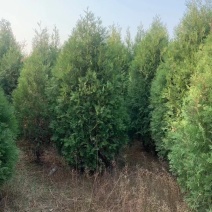 柏树侧柏陕西货源充足，产地直供，欢迎电话联系