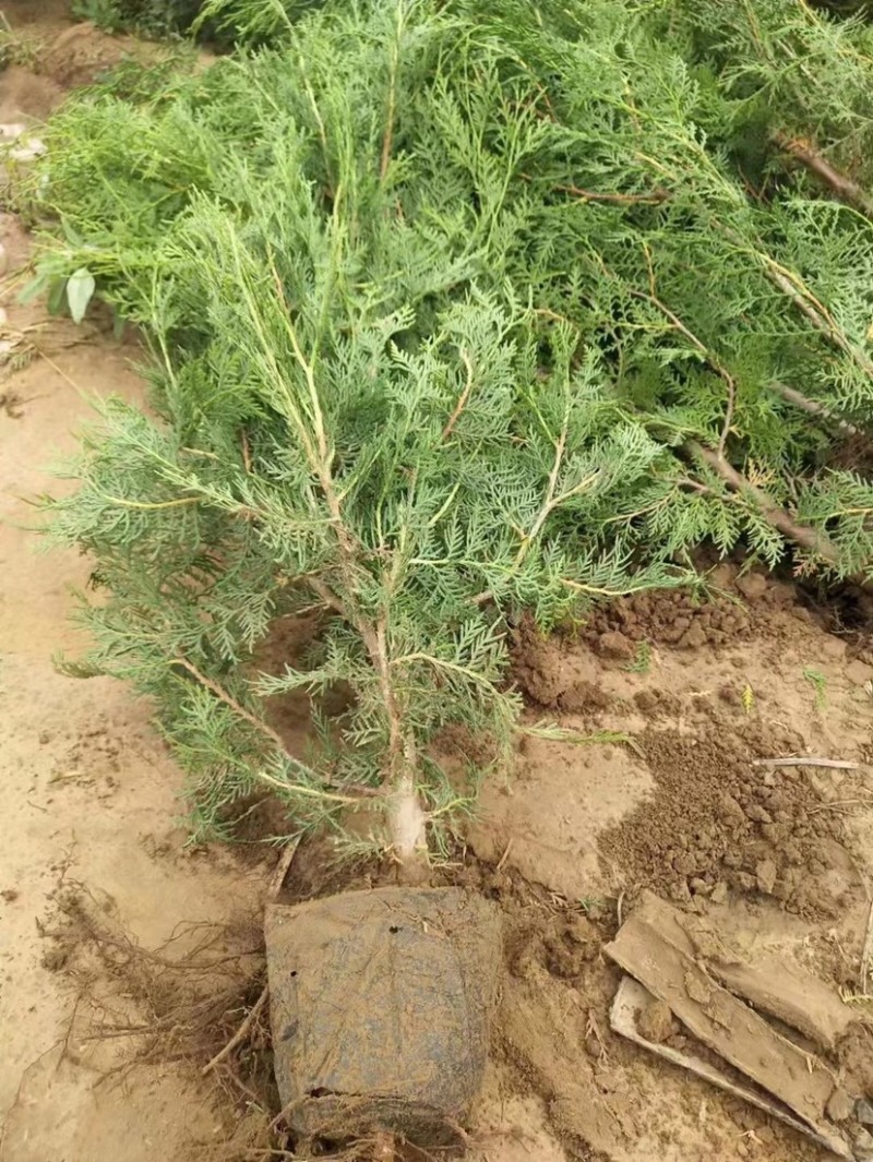 柏树侧柏陕西货源充足，产地直供，欢迎电话联系