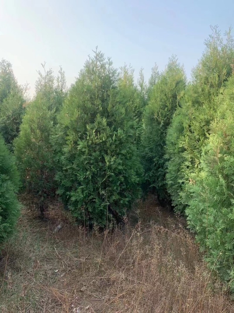 柏树侧柏陕西货源充足，产地直供，欢迎电话联系