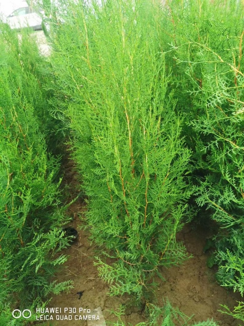 柏树侧柏陕西货源充足，产地直供，欢迎电话联系
