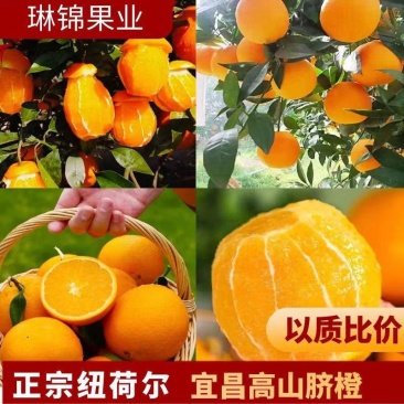 【精选】秭归脐橙纽荷尔脐橙田头直发找车洗果一条龙
