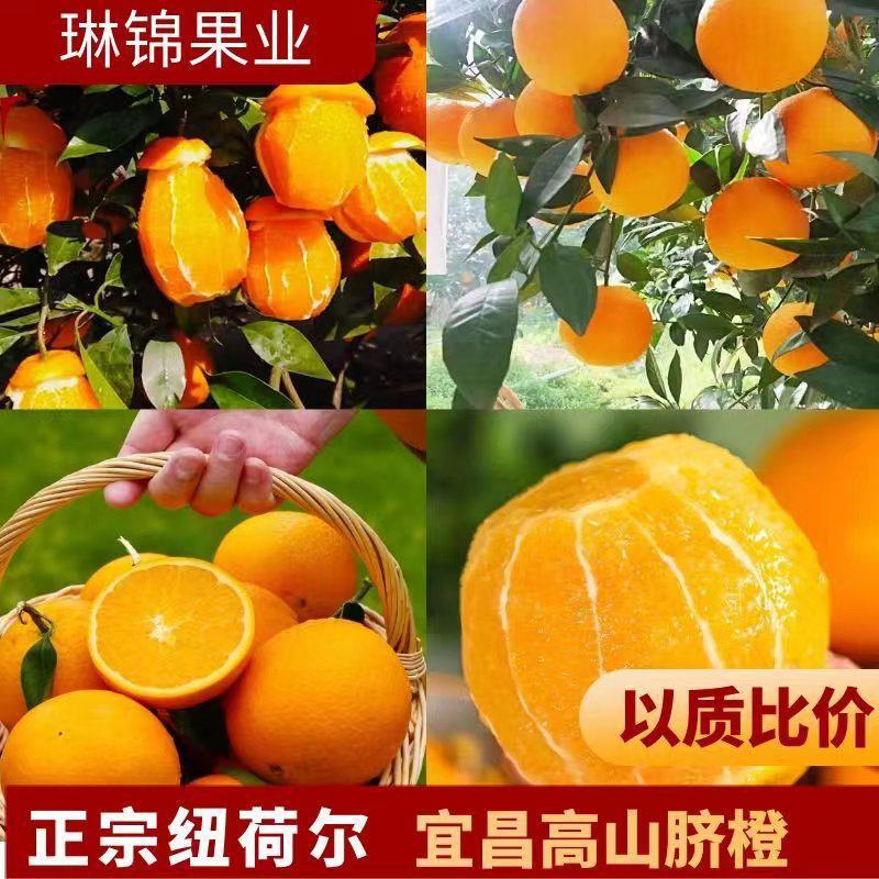 【精选】秭归脐橙纽荷尔脐橙田头直发找车洗果一条龙