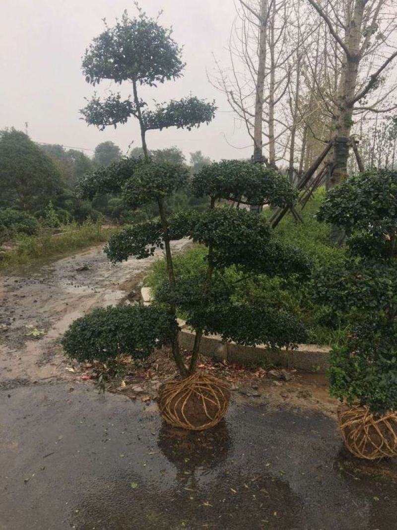 小叶女贞造型树
