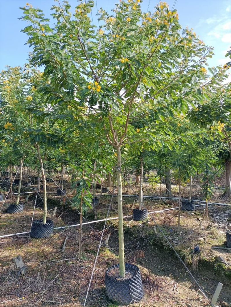 黄槐（黄花槐，黄槐决明）2-10公分各规格，支持视频看货