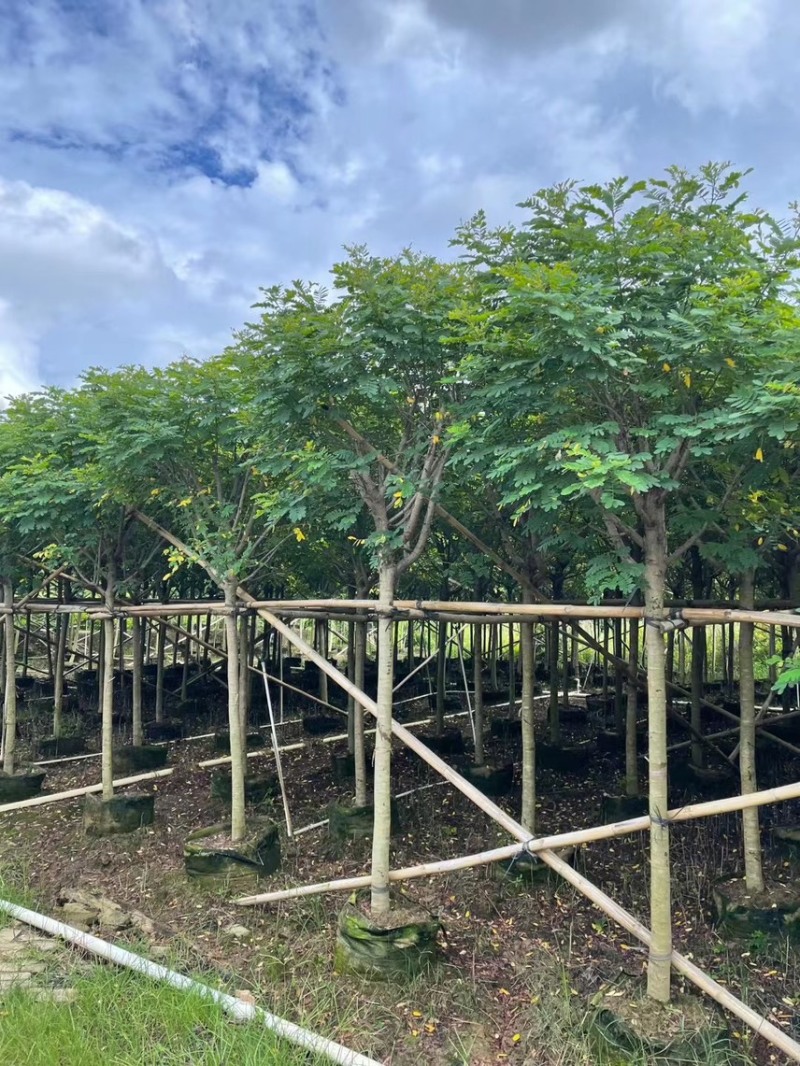 黄槐（黄花槐，黄槐决明）2-10公分各规格，支持视频看货