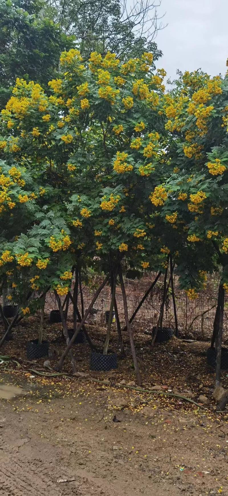 黄槐（黄花槐，黄槐决明）2-10公分各规格，支持视频看货