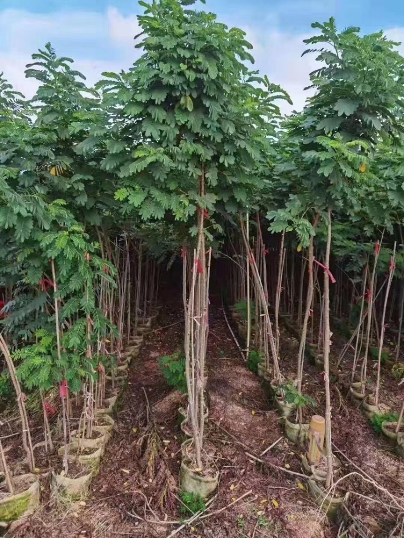 黄槐（黄花槐，黄槐决明）2-10公分各规格，支持视频看货