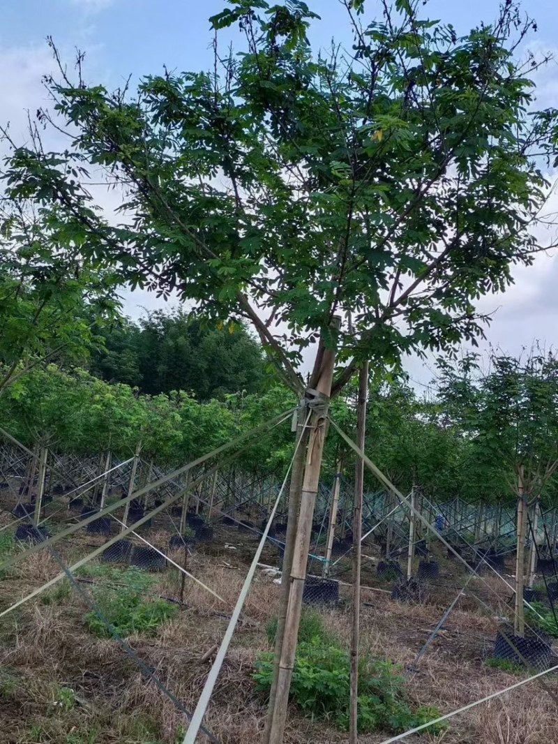 黄槐（黄花槐，黄槐决明）2-10公分各规格，支持视频看货