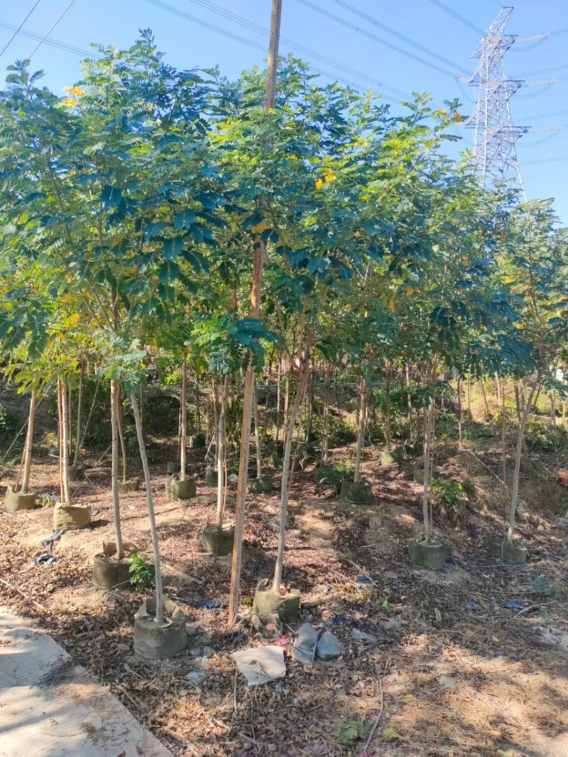 黄槐（黄花槐，黄槐决明）2-10公分各规格，支持视频看货
