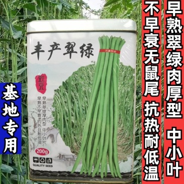 早熟豇豆种子丰产翠绿耐热耐低温肉厚油绿长豆角春夏秋豇豆种