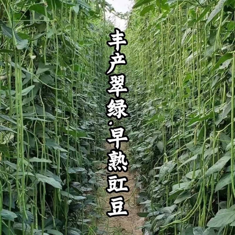 早熟豇豆种子丰产翠绿耐热耐低温肉厚油绿长豆角春夏秋豇豆种