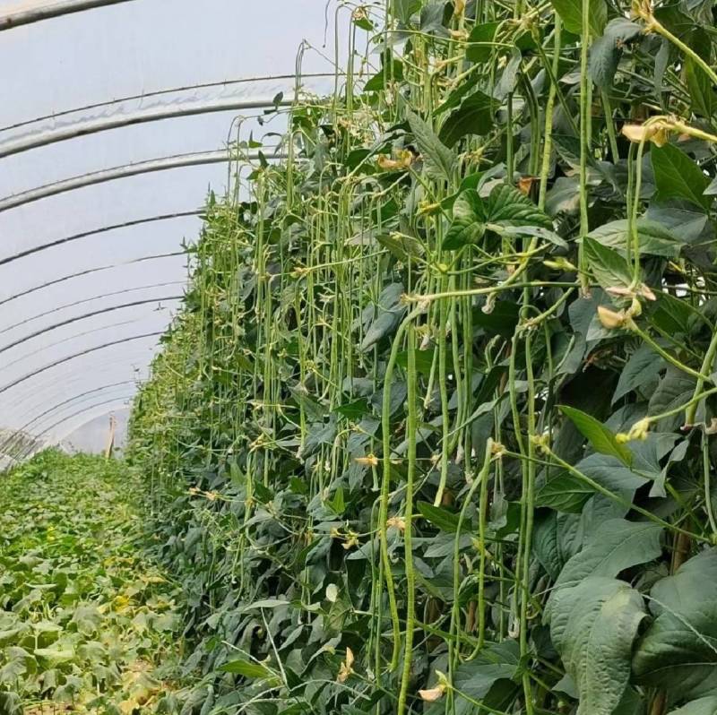 早熟豇豆种子丰产翠绿耐热耐低温肉厚油绿长豆角春夏秋豇豆种
