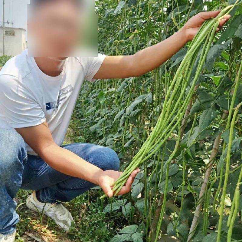 早熟豇豆种子丰产翠绿耐热耐低温肉厚油绿长豆角春夏秋豇豆种