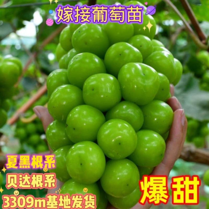 嫁接阳光玫瑰葡萄苗葡萄杯苗好成活，好出手