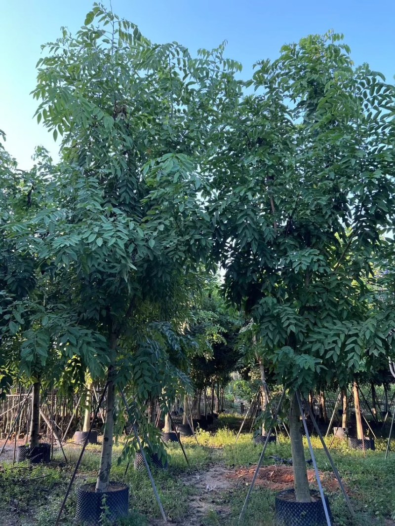 腊肠树5-20公分，各种规格齐全，支持视频看货，大量出售