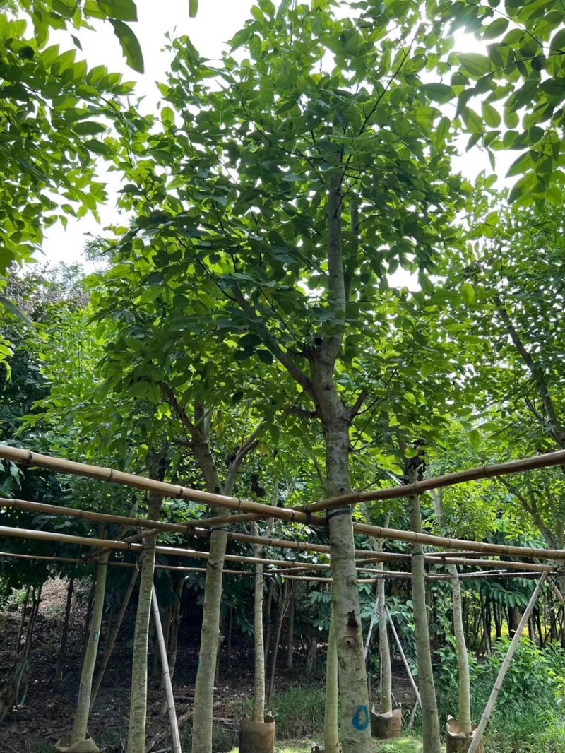 腊肠树5-20公分，各种规格齐全，支持视频看货，大量出售