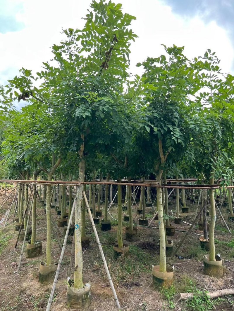 腊肠树5-20公分，各种规格齐全，支持视频看货，大量出售
