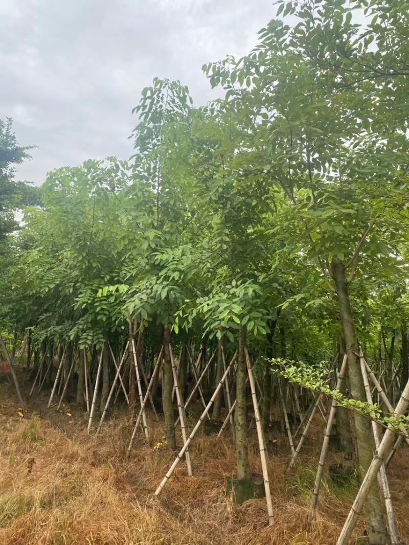 腊肠树5-20公分，各种规格齐全，支持视频看货，大量出售