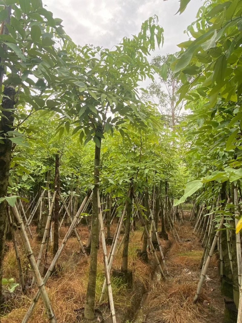 腊肠树5-20公分，各种规格齐全，支持视频看货，大量出售