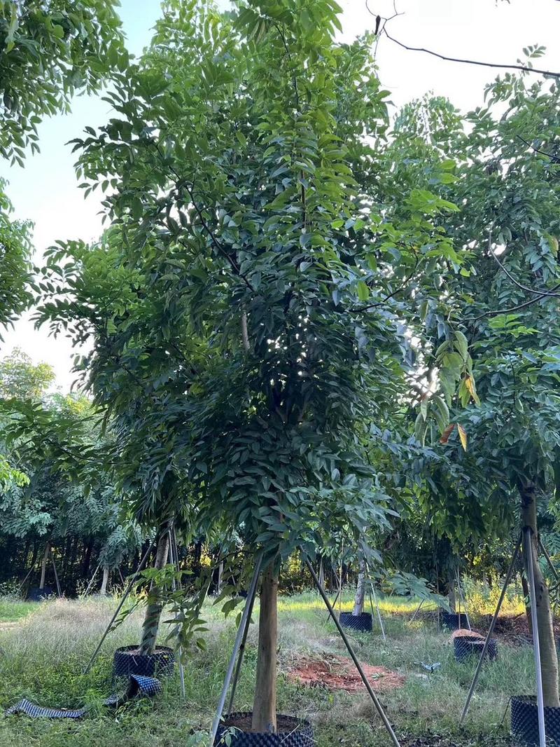 腊肠树5-20公分，各种规格齐全，支持视频看货，大量出售