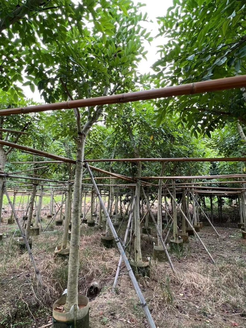 腊肠树5-20公分，各种规格齐全，支持视频看货，大量出售