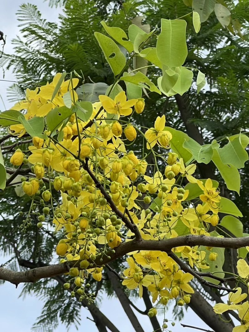 腊肠树5-20公分，各种规格齐全，支持视频看货，大量出售
