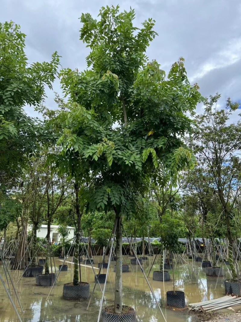 腊肠树5-20公分，各种规格齐全，支持视频看货，大量出售
