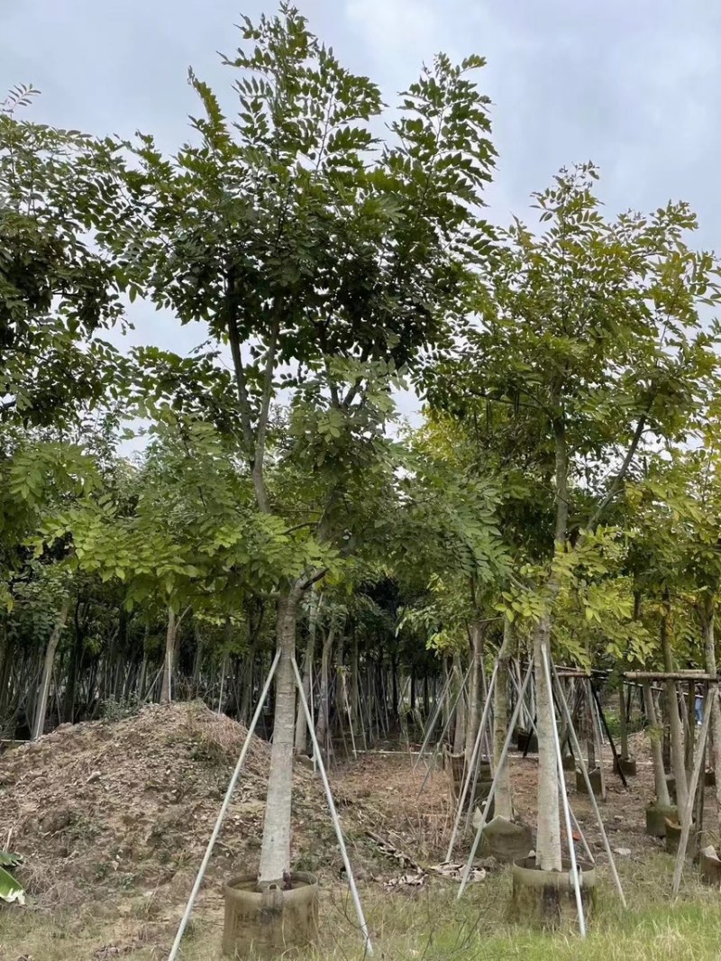 腊肠树5-20公分，各种规格齐全，支持视频看货，大量出售