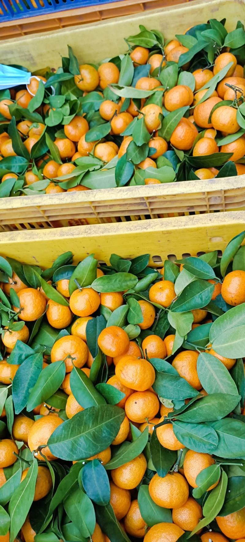 砂糖橘大量开始上市