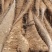 白玉山药