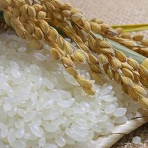 微山湖珍珠大米，品质，真空包装，可对接商超，电商平台
