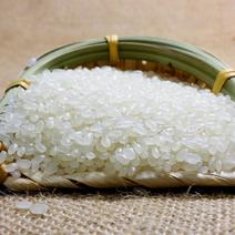 微山湖珍珠大米，粳米，品质，货源充足，欢迎咨询