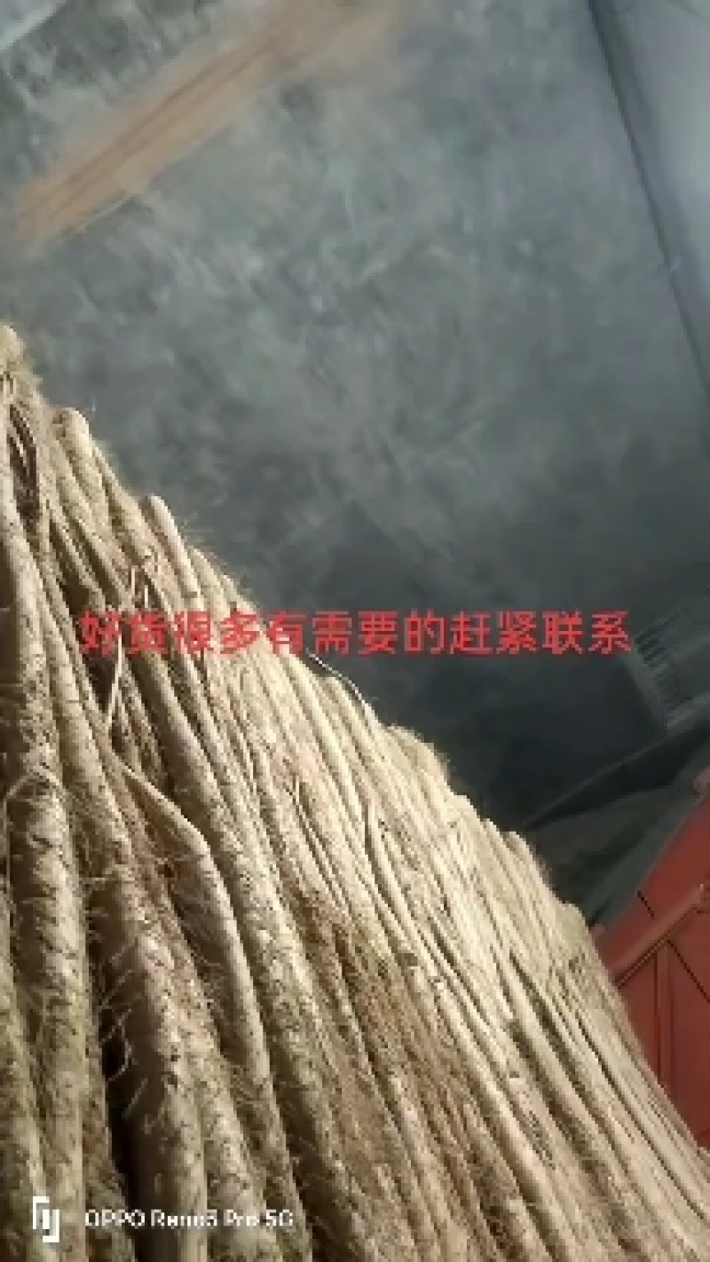 山药大量出土上市，各种货源充足，交通方便，质量好价格优