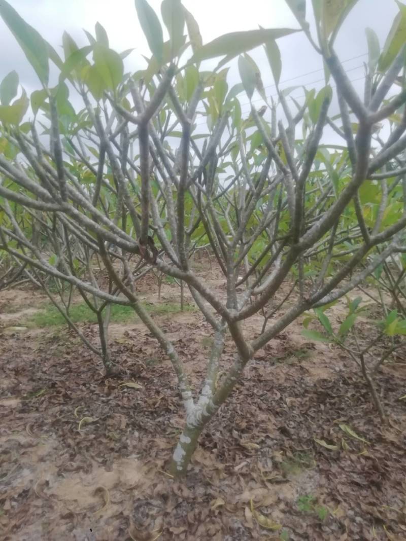 鸡蛋花.供应枝条.中苗等等