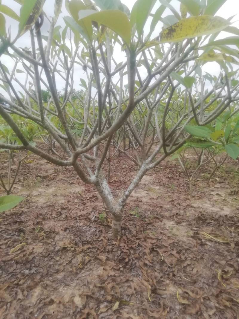 鸡蛋花.供应枝条.中苗等等