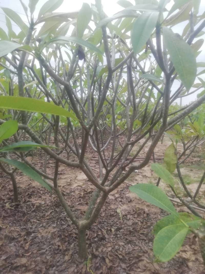 鸡蛋花.供应枝条.中苗等等