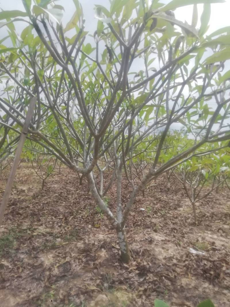 鸡蛋花.供应枝条.中苗等等