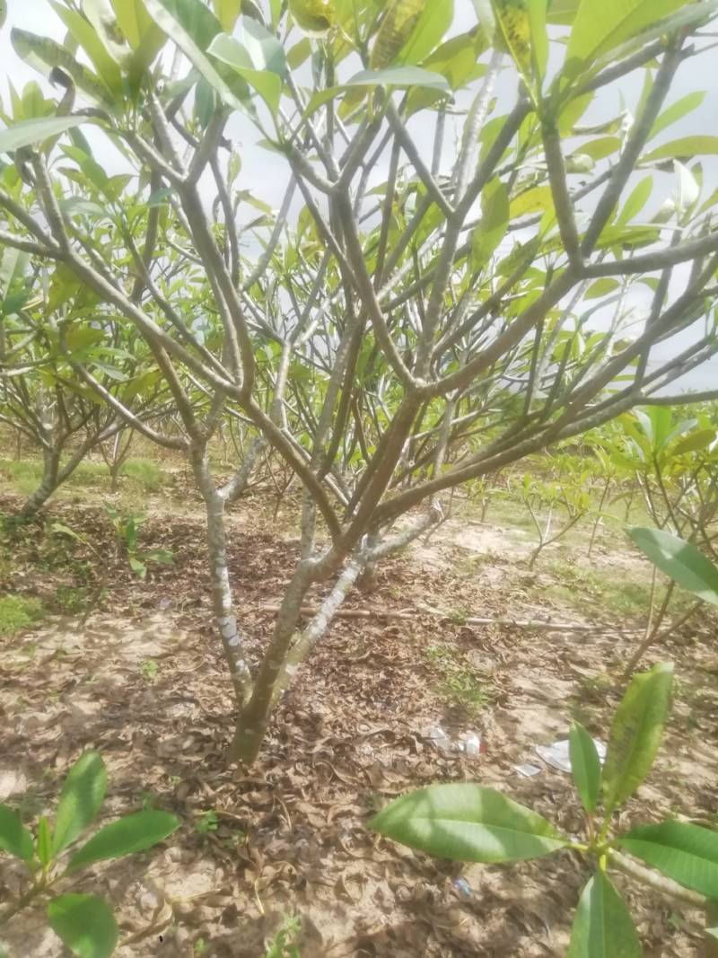 鸡蛋花.供应枝条.中苗等等