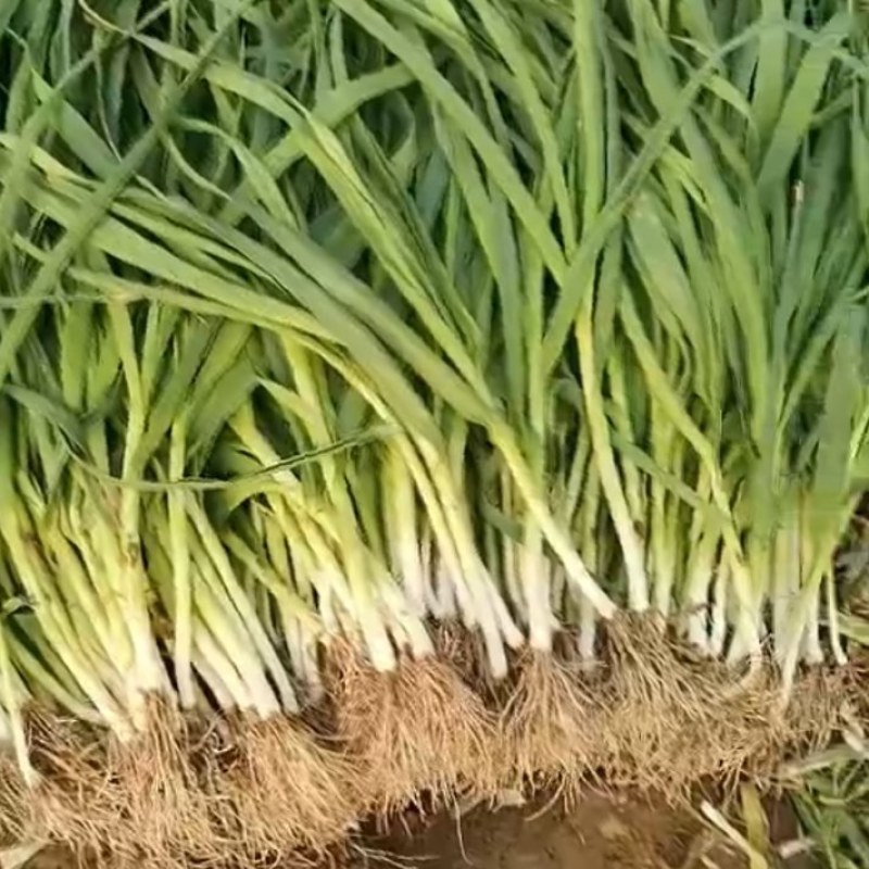 大棚蒜苗上市中有需要的老板与我联系