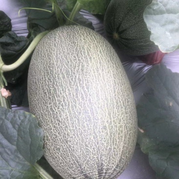 哈蜜瓜口口脆