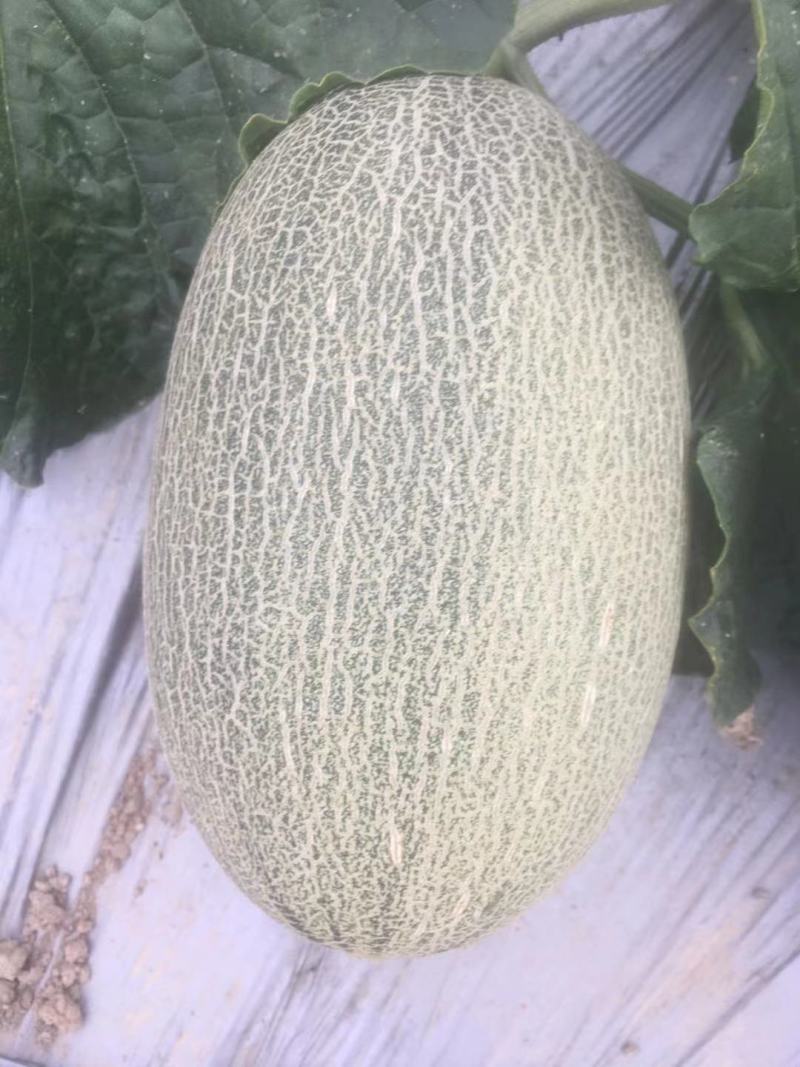 哈蜜瓜口口脆