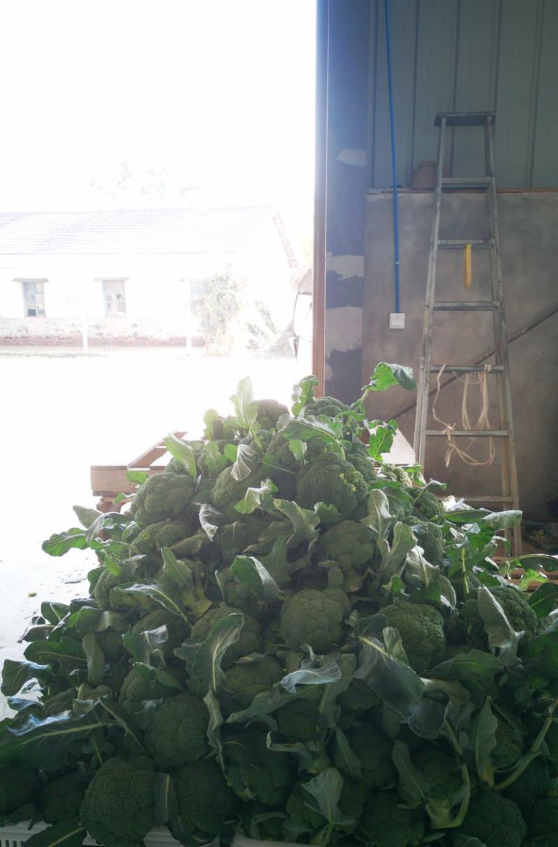 【热销】精品西兰花，耐寒优秀西蓝花产地直发，全国发货。